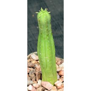 Euphorbia heptagona 4-inch pots