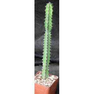 Euphorbia heterospina (Laikipia Plateau, Kenya) 4-inch pots