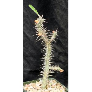 Euphorbia hofstaetteri (rubristella) 5-inch pots