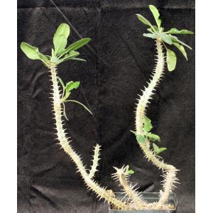 Euphorbia hofstaetteri one-gallon pots
