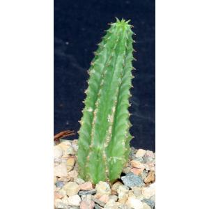 Euphorbia horrida var. horrida 4-inch pots