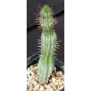 Euphorbia horrida var. striata 5-inch pots