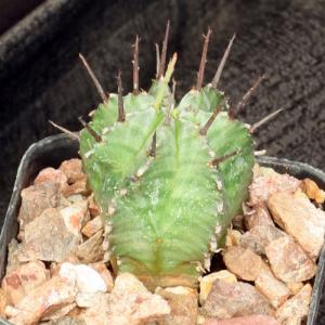 Euphorbia horrida var. horrida 2-inch pots