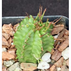 Euphorbia horrida var. horrida 2-inch pots