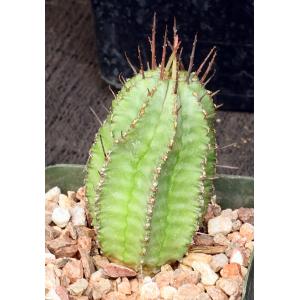 Euphorbia horrida var. horrida 4-inch pots