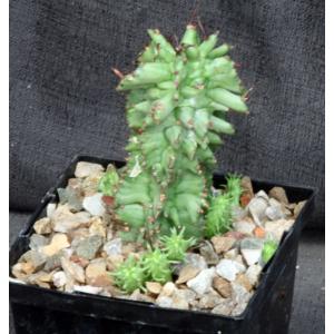 Euphorbia horrida monstrose 4-inch pots