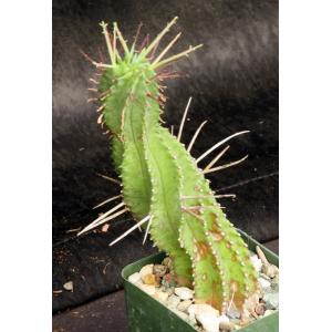 Euphorbia horrida var. noorsveldensis 4-inch pots