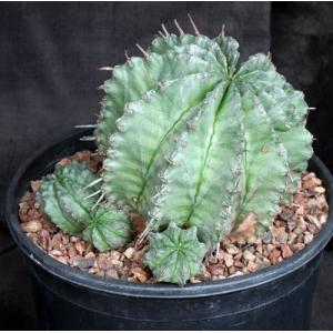 Euphorbia horrida var. horrida 2-gallon pots