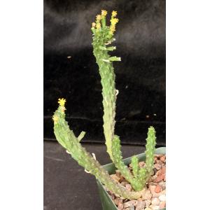 Euphorbia inermis var. huttonae 4-inch pots