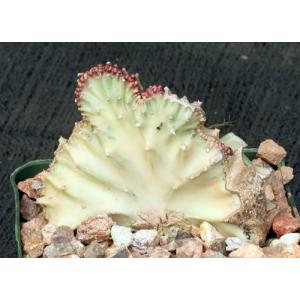 Euphorbia lactea White Ghost crest 4-inch pots