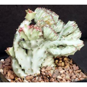 Euphorbia lactea White Ghost crest one-gallon pots