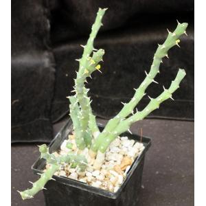 Euphorbia laikipiensis 5-inch pots