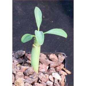 Euphorbia leistneri 3-inch pots