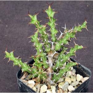 Euphorbia lenewtonii 2-inch pots