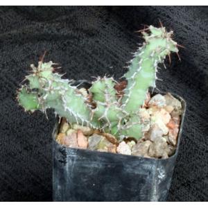 Euphorbia leontopoda (Carter 866) 2-inch pots