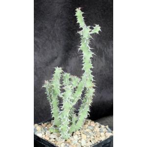 Euphorbia leontopoda (Carter 866) 5-inch pots
