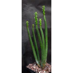Euphorbia leucodendron ssp. leucodendron 5-inch pots