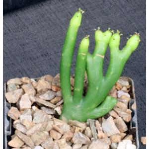 Euphorbia leucodendron (crest) 4-inch pots
