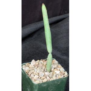 Euphorbia leucodendron ssp. oncoclada 4-inch pots