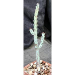 Euphorbia louwii 4-inch pots