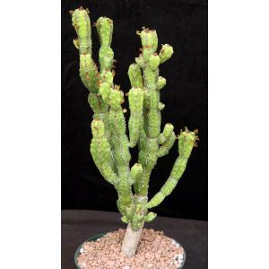 Euphorbia lyttoniana 8-inch pots