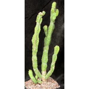 Euphorbia lyttoniana one-gallon pots