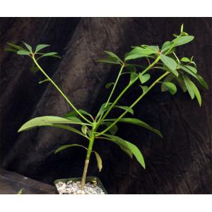 Euphorbia mahabobokensis 4-inch pots