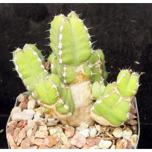 Euphorbia makallensis 4-inch pots