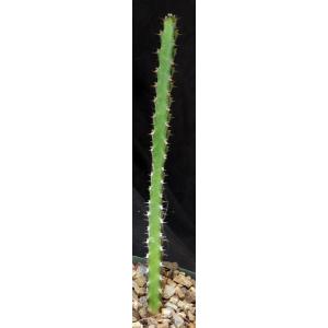 Euphorbia malevola 5-inch pots