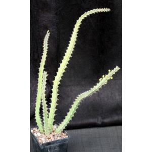 Euphorbia malevola 4-inch pots