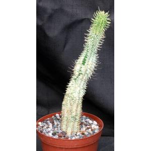 Euphorbia mammillaris (variegate) 6-inch pots