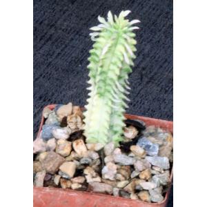 Euphorbia mammillaris (variegate) 3-inch pots