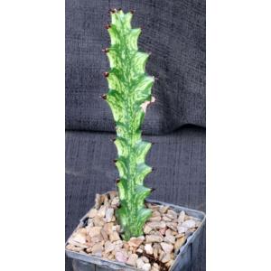 Euphorbia mayuranathani (variegated) 4-inch pots