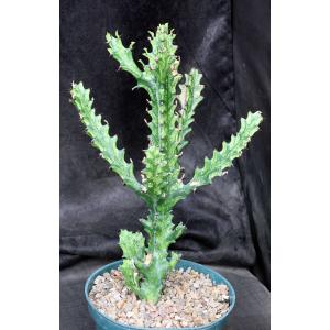 Euphorbia mayuranathani (variegated) 8-inch pots