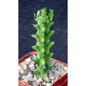 Euphorbia mayuranathani (variegated) 4-inch pots