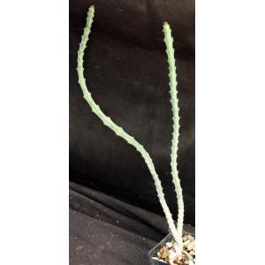 Euphorbia meridionalis 2-inch pots