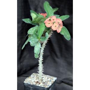 Euphorbia milii (Thai hybrid; Yellow-Pink flower) one-gallon pot