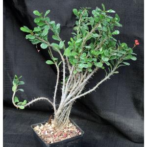 Euphorbia milii imperatae x delphinensis (monstrose) 5-inch pots