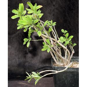 Euphorbia milii var. tenuispina one-gallon pots