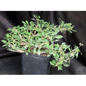 Euphorbia milii x decaryi one-gallon pots