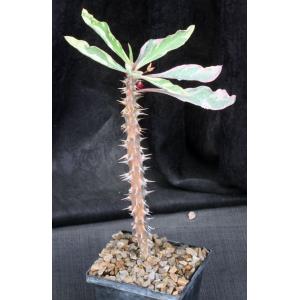 Euphorbia milii cv Fireworks 5-inch pots