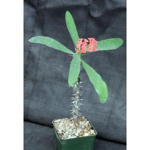 Euphorbia milii cv Red 4-inch pots