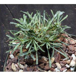 Euphorbia multifolia 5-inch pots