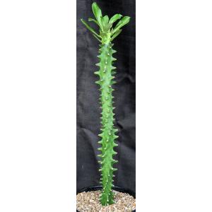 Euphorbia neriifolia 2-gallon pots