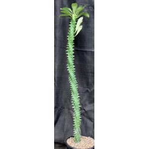 Euphorbia neriifolia 3-gallon pots