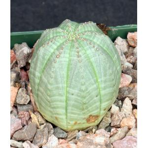 Euphorbia obesa 4-inch pots