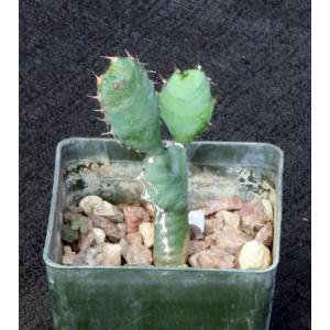 Euphorbia opuntioides 3-inch pots