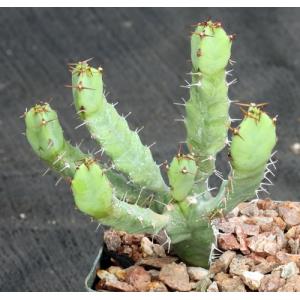 Euphorbia opuntioides 4-inch pots