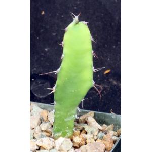 Euphorbia parciramulosa 3-inch pots