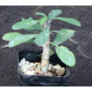 Euphorbia pedilanthoides 2-inch pots